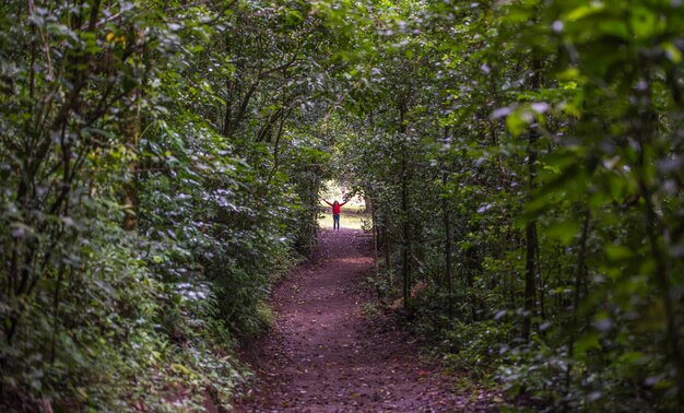 Un sentiero attraverso un tunnel di alberi con una persona che vi cammina sopra