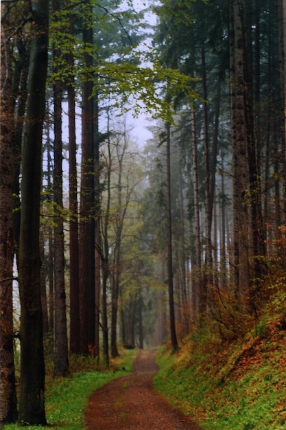 Un sentiero che attraversa la foresta