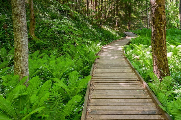 Un sentiero circondato da felci e alberi durante un'escursione nel sentiero natura Peterezers