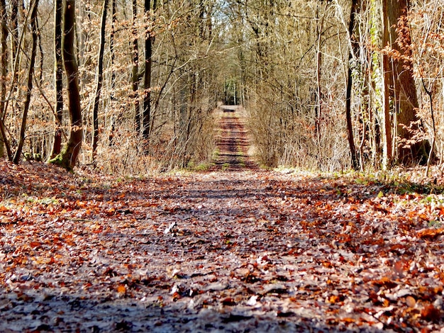 Un sentiero con delle foglie sopra e la parola "bosco" sul fondo.