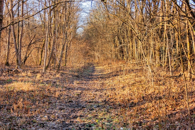 Un sentiero coperto di foglie nella foresta autunnale