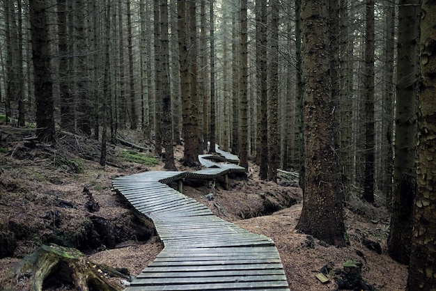 un sentiero di foresta oscura attraverso una foresta oscura