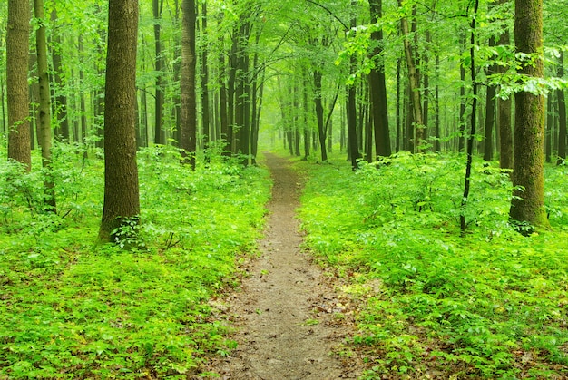 Un sentiero è nel verde della foresta