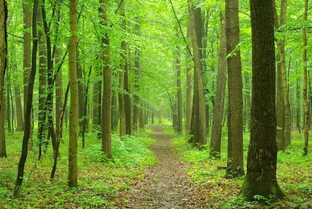 Un sentiero è nel verde della foresta