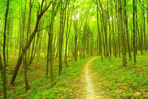 Un sentiero è nel verde della foresta