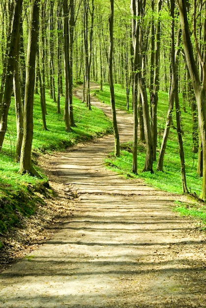 Un sentiero è nella foresta verde