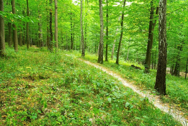 Un sentiero è nella foresta verde