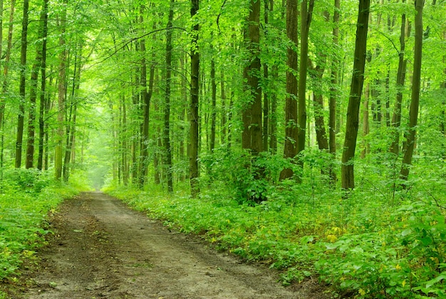 Un sentiero è nella foresta verde