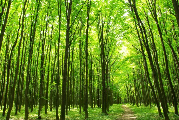 Un sentiero è nella foresta verde