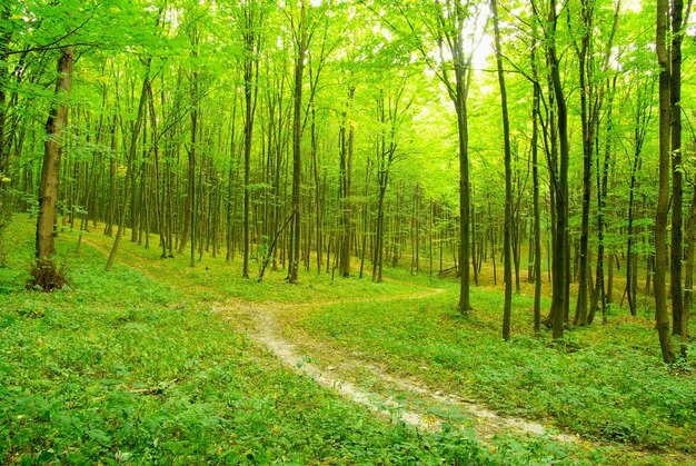 Un sentiero è nella foresta verde