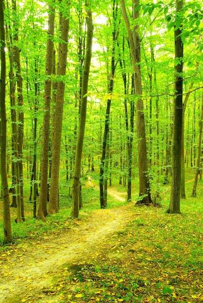 Un sentiero è nella foresta verde