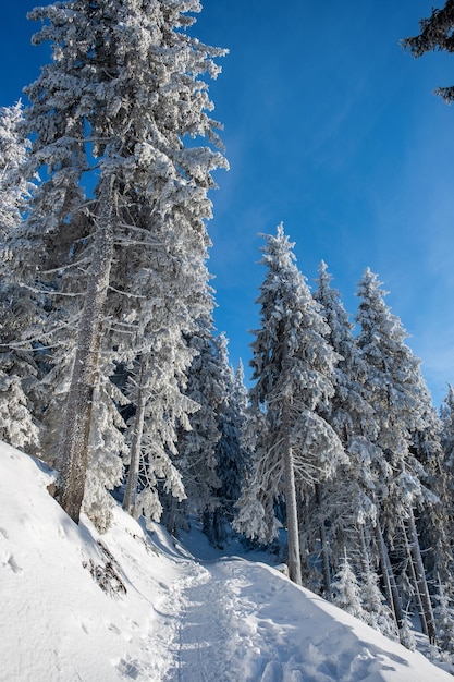 Un sentiero escursionistico attraverso la foresta innevata nei Carpazi Romania Foresta di conifere intorno