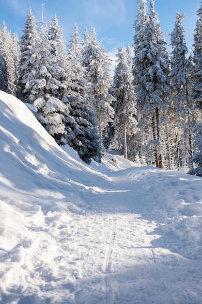 Un sentiero escursionistico nei Carpazi in inverno Romania