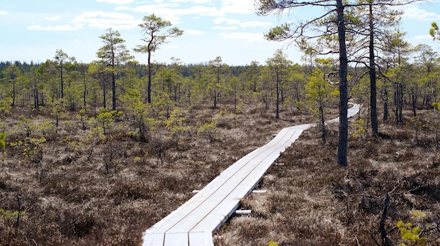 Un sentiero in legno nel parco nazionale di soomaa in estonia tra la foresta e la palude in una giornata limpida