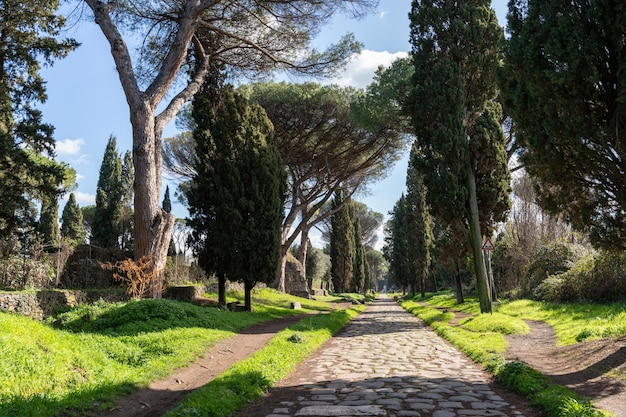 Un sentiero in un parco con alberi e erba