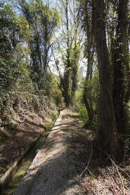 Un sentiero nel bosco con alberi e la scritta "la strada a sinistra"