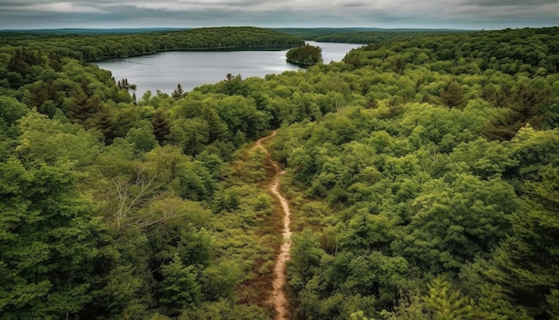 Un sentiero nel bosco con un lago sullo sfondo