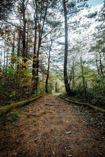 Un sentiero nel bosco con un tronco d'albero sul lato sinistro.