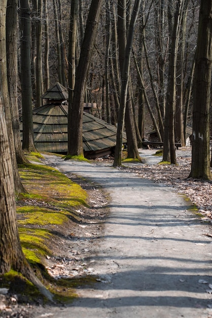 Un sentiero nel bosco con una casa sulla sinistra.