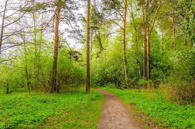 Un sentiero nel bosco in una giornata estiva.