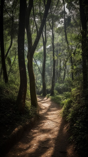 Un sentiero nella foresta con il sole che splende attraverso gli alberi