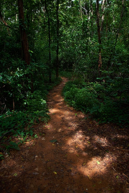 Un sentiero nella foresta con un albero nel mezzo