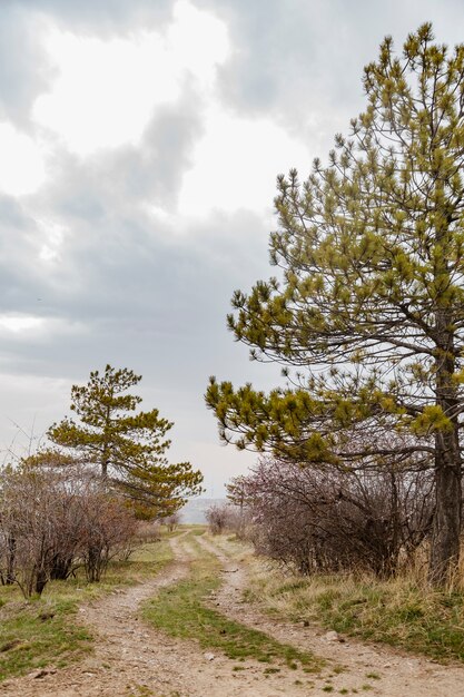 Un sentiero nella natura con alberi di pino e nuvole scure su di esso Fioritura primaverile in natura