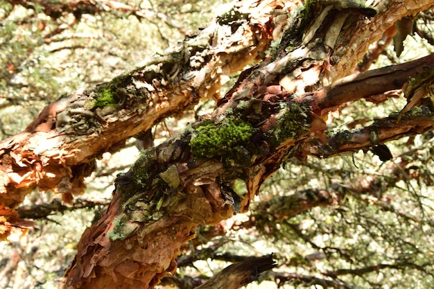 Un sentiero roccioso attraverso alberi incredibili sulla strada per il Parco Nazionale della Laguna 69 Huascaran nelle Sabbie del Perù