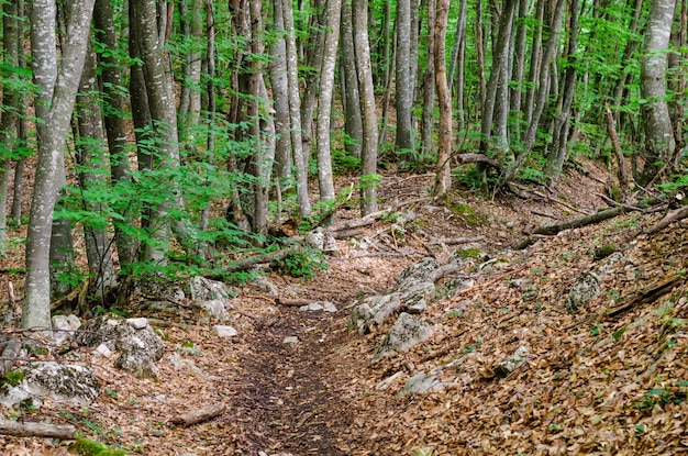 Un sentiero roccioso nella foresta.