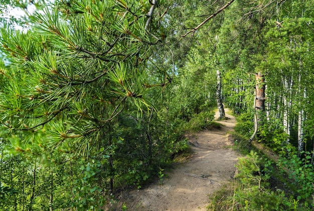 Un sentiero sabbioso che attraversa la foresta