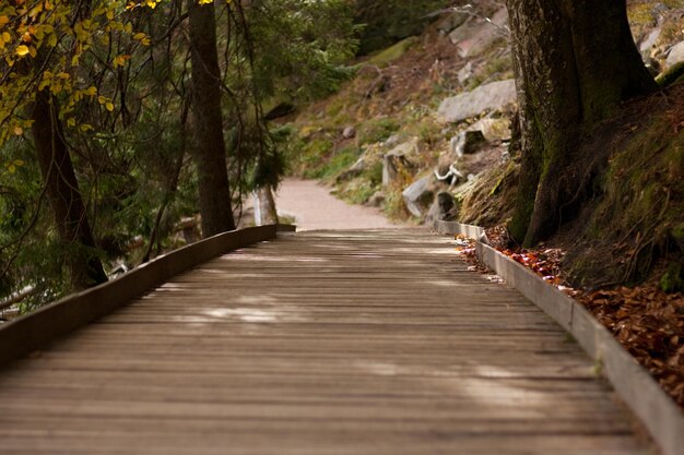 Un sentiero stretto e vuoto lungo gli alberi della foresta