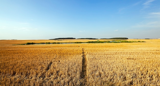 Un sentiero stretto nel campo agricolo, che è il grano affusolato.