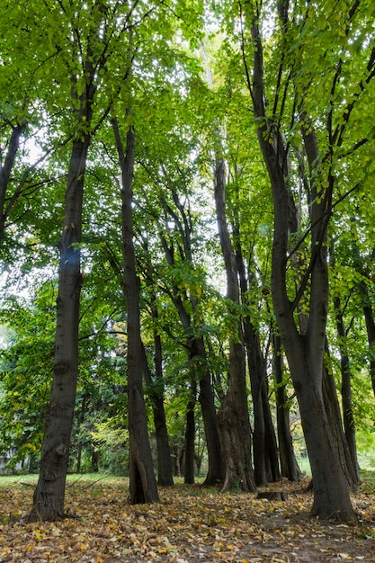 Un sentiero tra gli alberi con un cartello che dice "foresta di alberi"