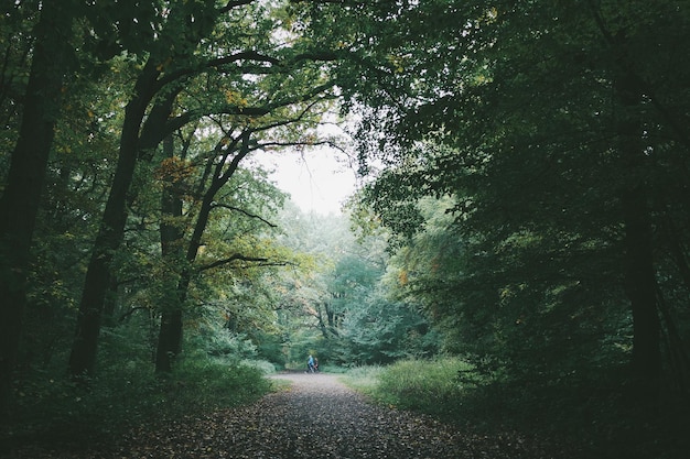 Un sentiero tra gli alberi della foresta