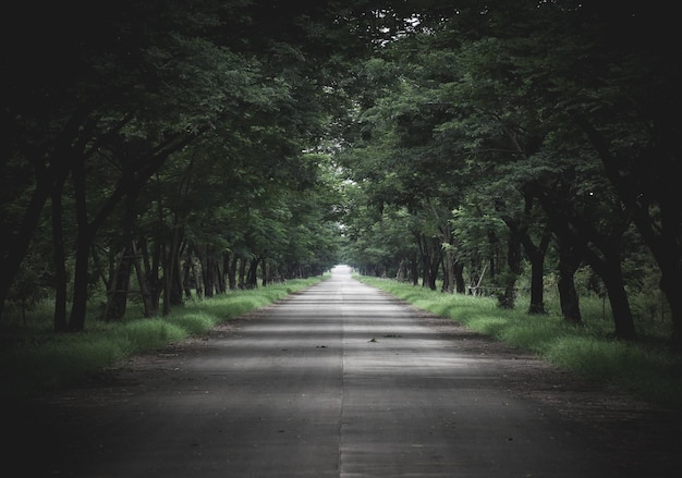 Un sentiero tra gli alberi della foresta