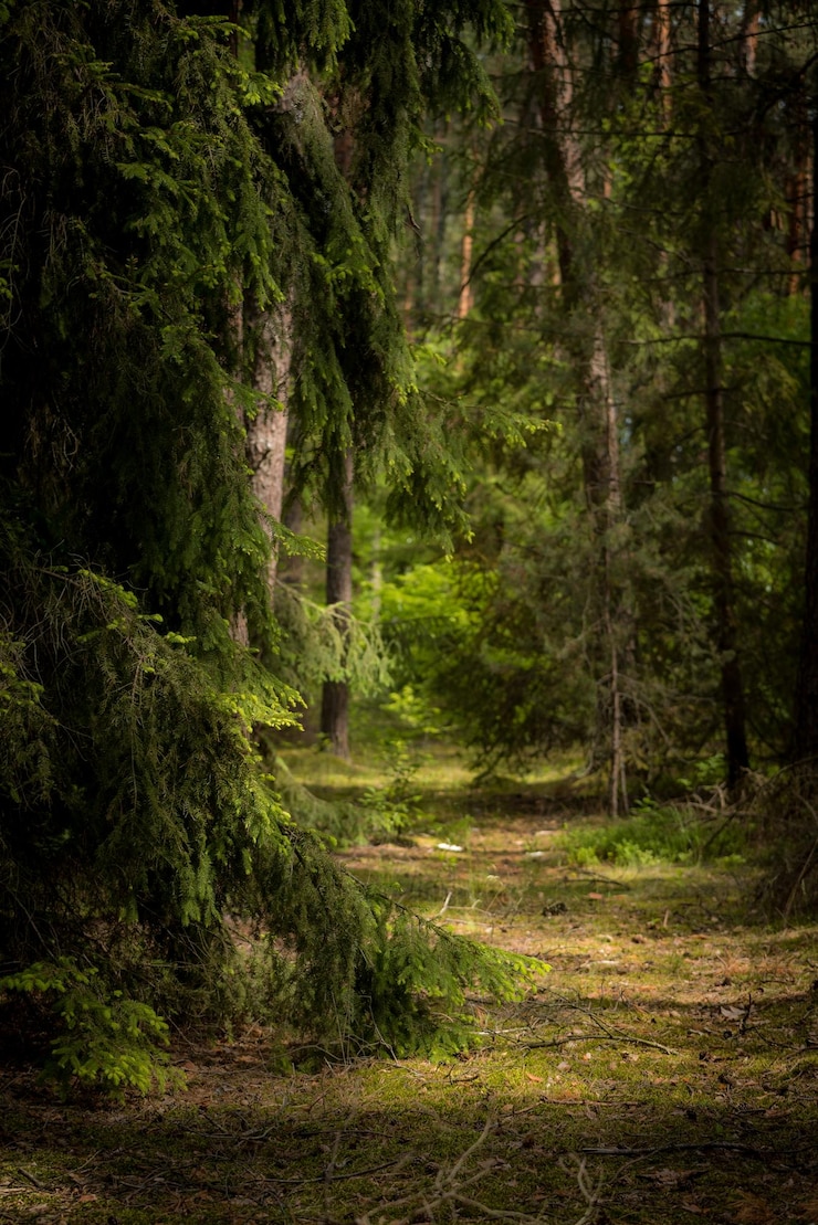 Foto un sentiero tra gli alberi della foresta