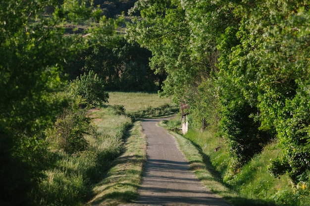 Un sentiero tra gli alberi della foresta