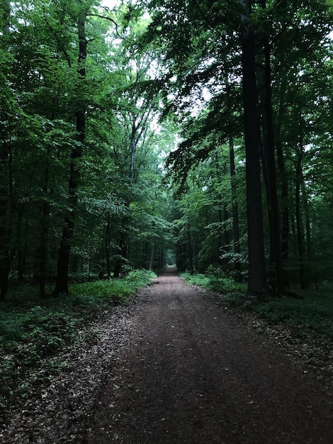 Un sentiero tra gli alberi della foresta