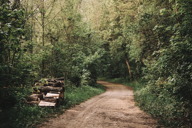 Un sentiero vuoto tra gli alberi della foresta.