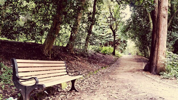 Un sentiero vuoto tra gli alberi