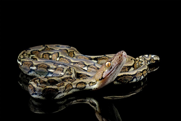 Un serpente boa constrictor è in acqua con uno sfondo nero.