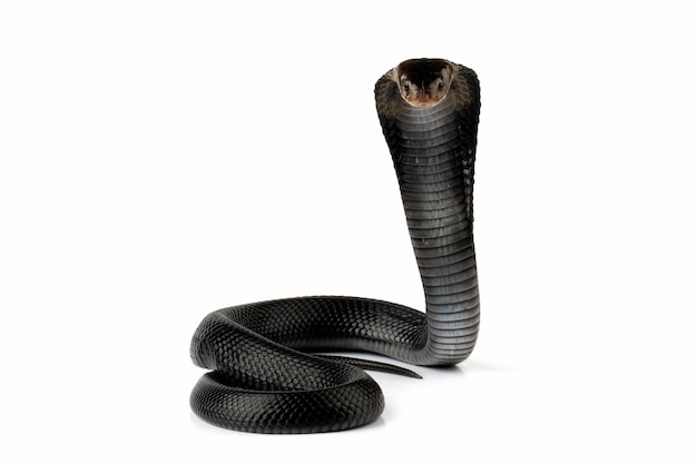 Un serpente cobra nero è su uno sfondo bianco