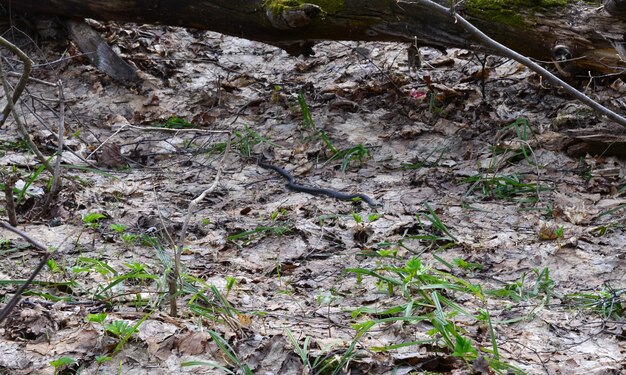 un serpente è a terra nel bosco