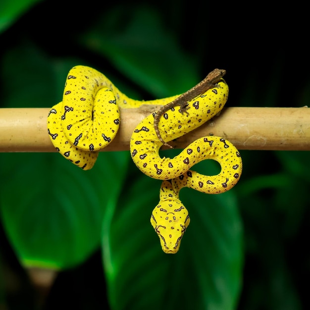 Un serpente giallo con macchie nere è appeso a un ramo.