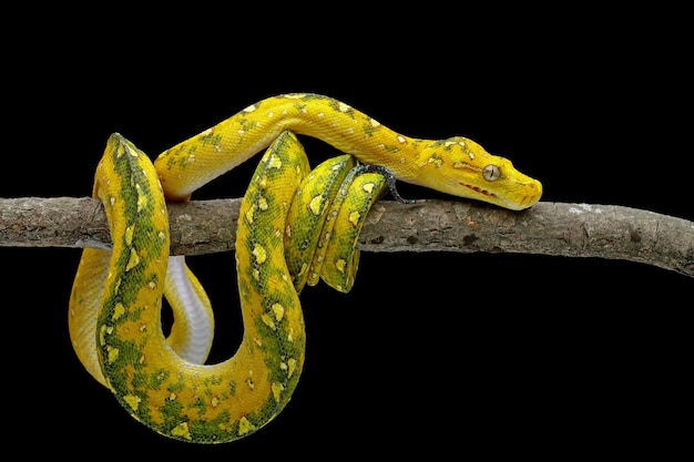 Un serpente giallo è su un ramo