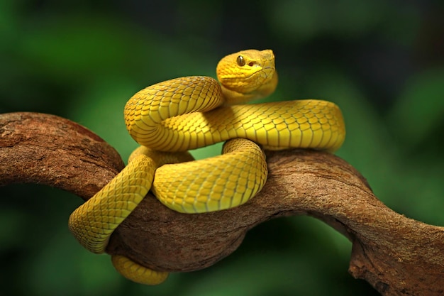 Un serpente giallo si siede su un ramo con uno sfondo verde.