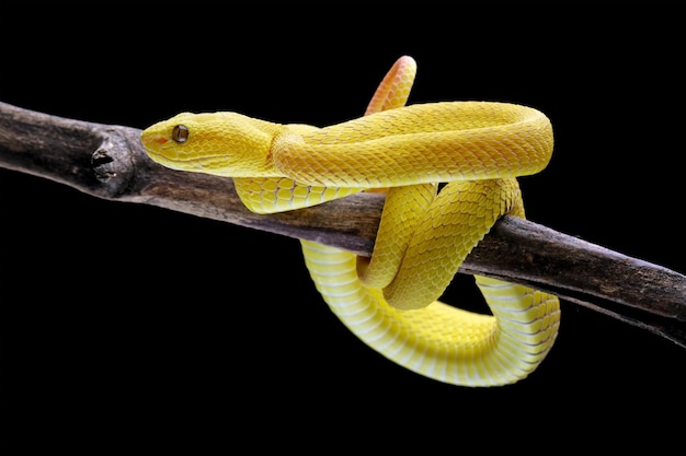 Un serpente giallo su un ramo