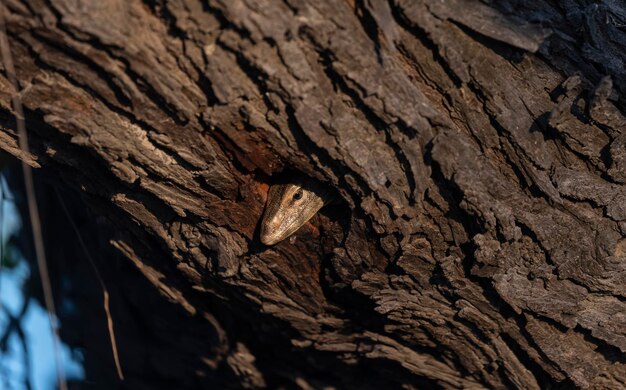 Un serpente scruta attraverso un buco in un albero.