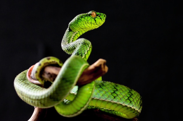 Un serpente verde con un occhio rosso è sostenuto da una mano.