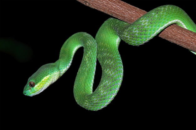 Un serpente verde su un ramo con uno sfondo nero